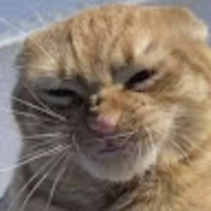 Meet your Posher, Pickle